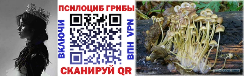 Галлюциногенные грибы Psilocybine cubensis Каспийск
